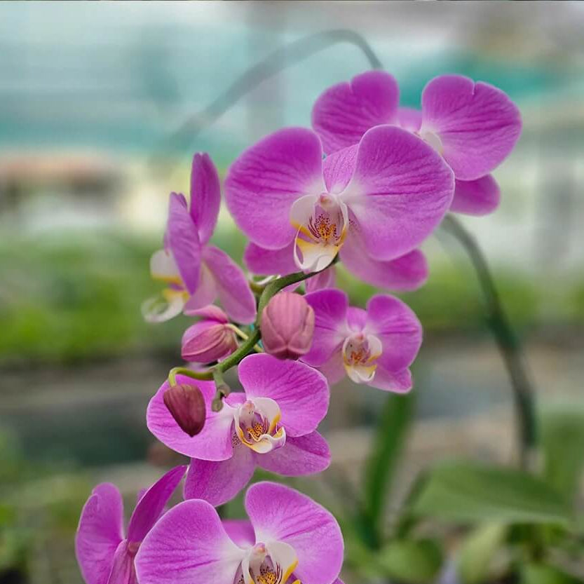 Phalaenopsis Orchid Seeds - Flower Plant