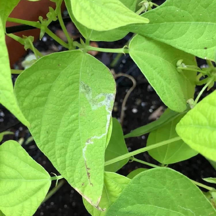 Phaseolus vulgaris seeds