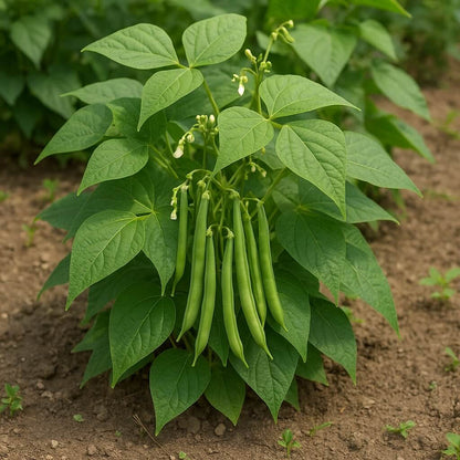 Phaseolus vulgaris seeds