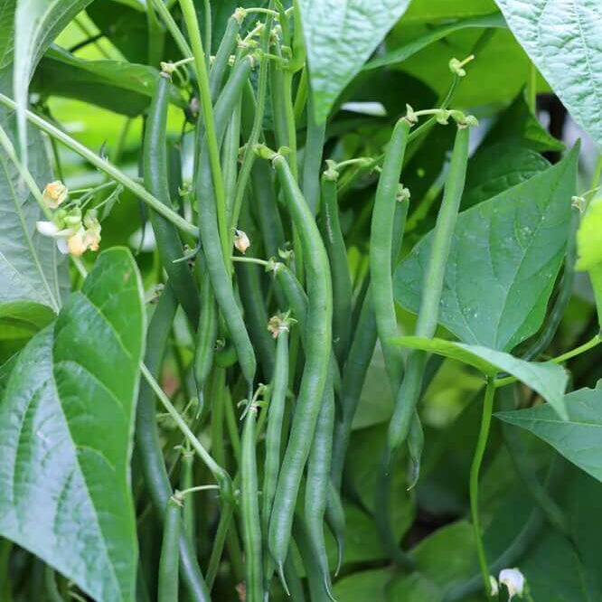 Phaseolus vulgaris seeds