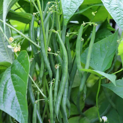 Phaseolus vulgaris seeds