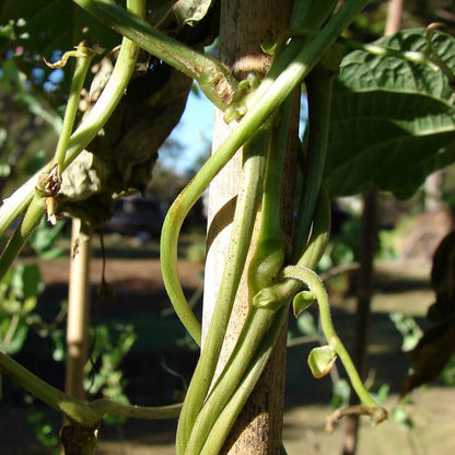 Phaseolus vulgaris seeds