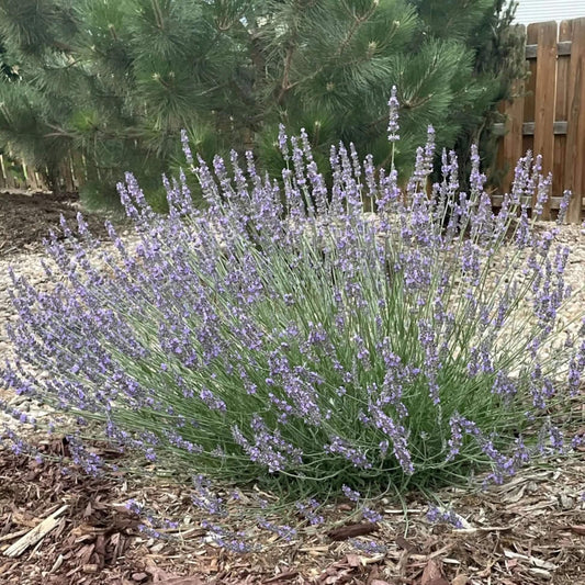 Phenomenal Lavender Seeds - Flower Plant