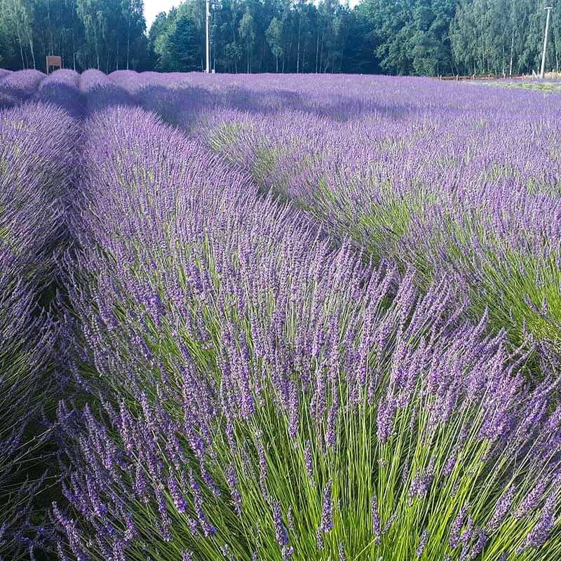 Phenomenal Lavender Seeds - Flower Plant