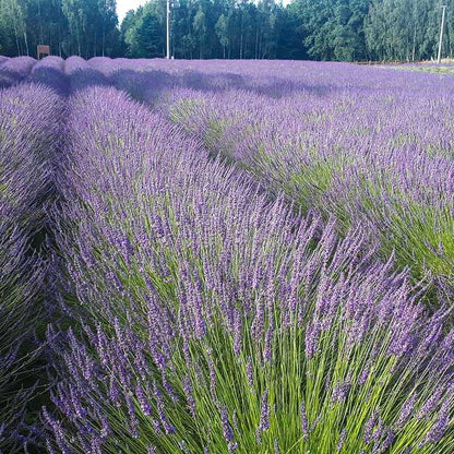 Phenomenal Lavender Seeds - Flower Plant