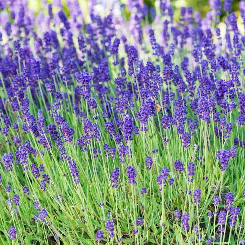 Phenomenal Lavender Seeds - Flower Plant