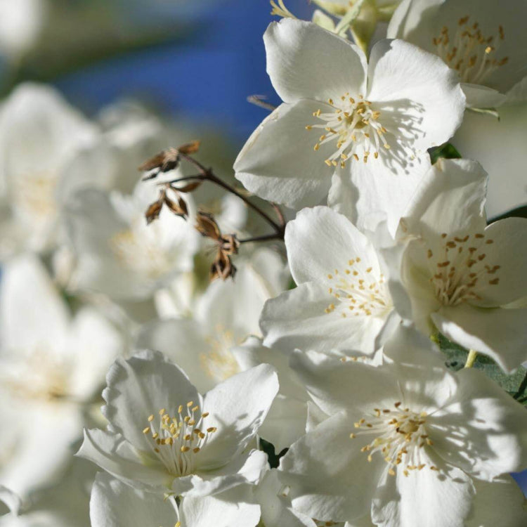 Philadelphus coronarius seeds