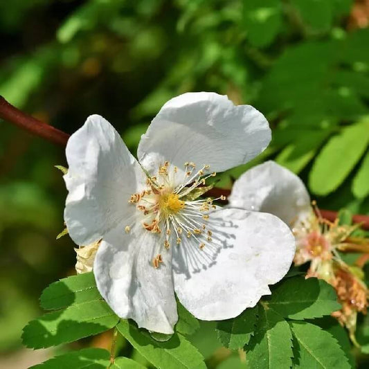 Philadelphus coronarius seeds