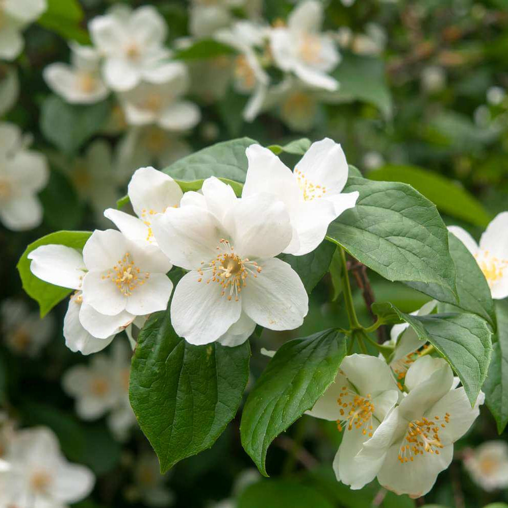 Philadelphus coronarius seeds