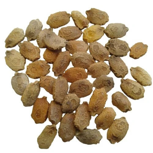 Philippine Bitter Gourd Seeds