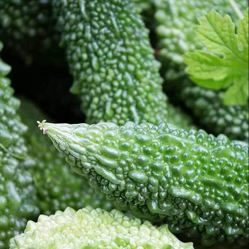 Philippine Bitter Gourd Seeds