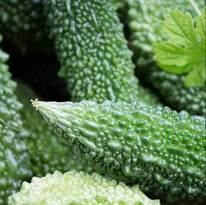 Philippine Bitter Gourd Seeds