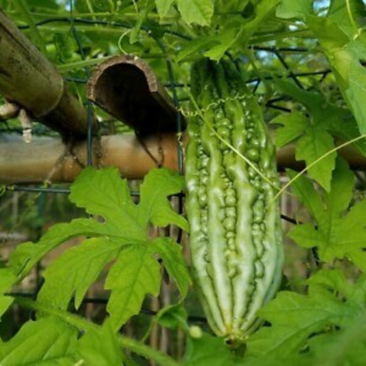 Philippine Bitter Gourd Seeds