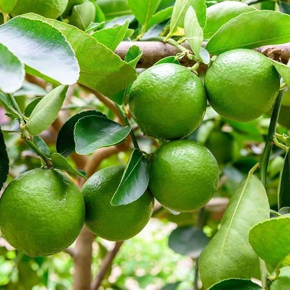 Philippine Lime Seeds