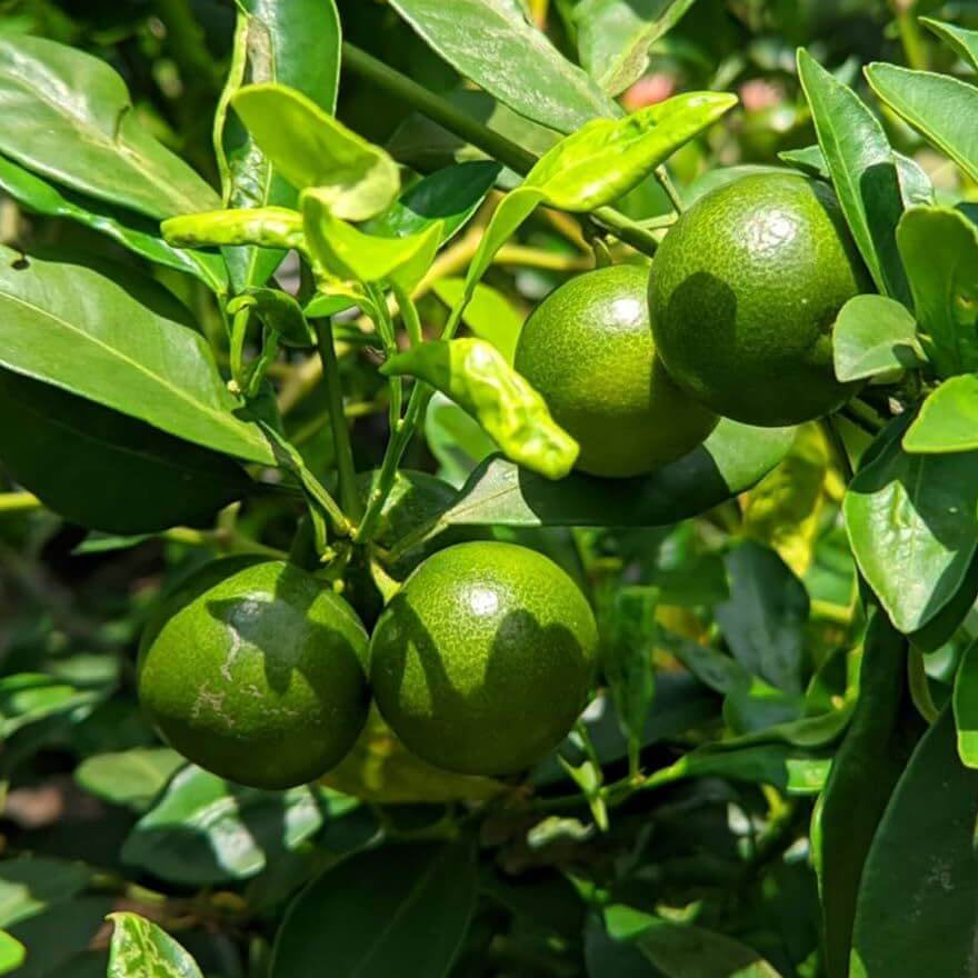 Philippine Lime Seeds