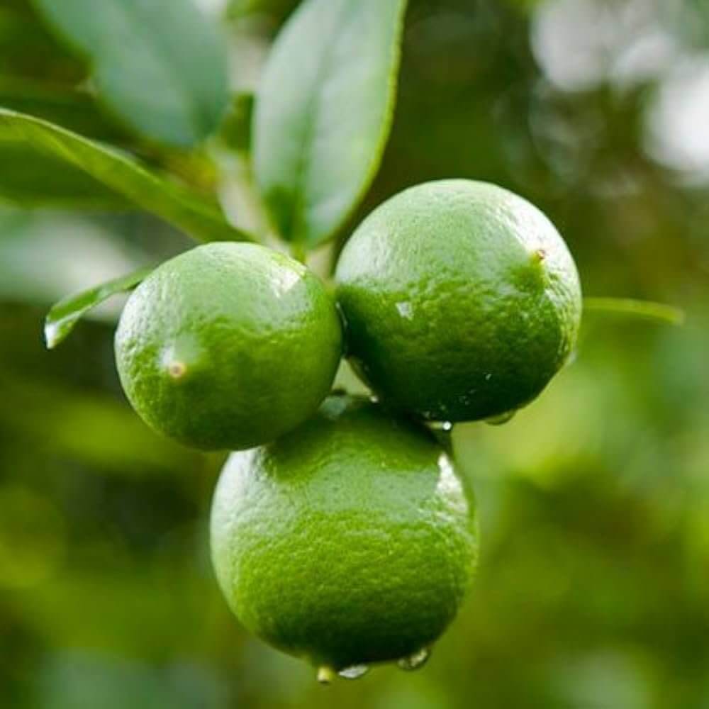 Philippine Lime Seeds