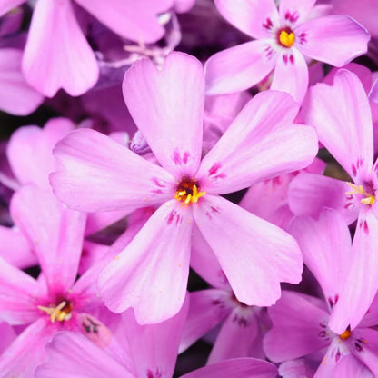Phlox Seeds