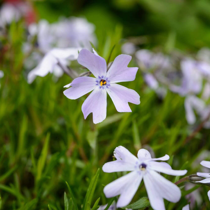 Phlox Seeds