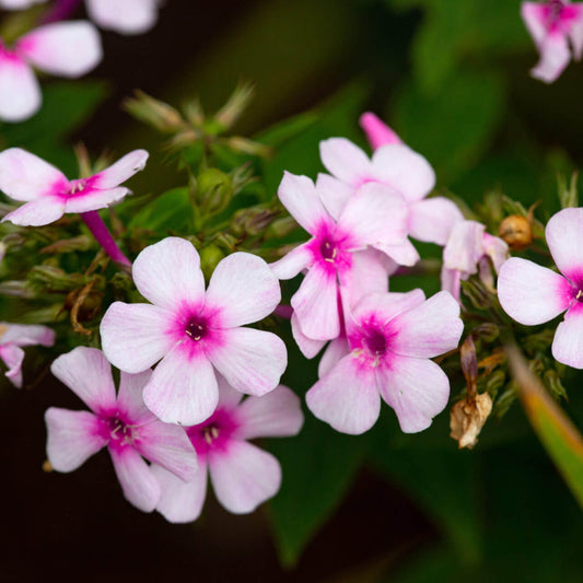 Phlox Seeds