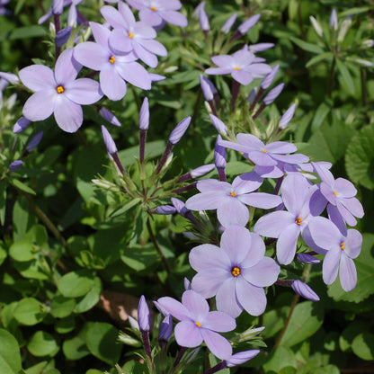 Phlox Seeds
