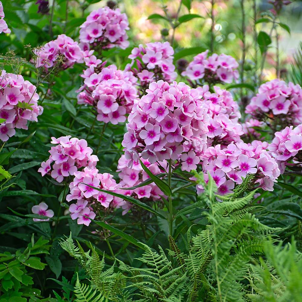 Phlox Seeds