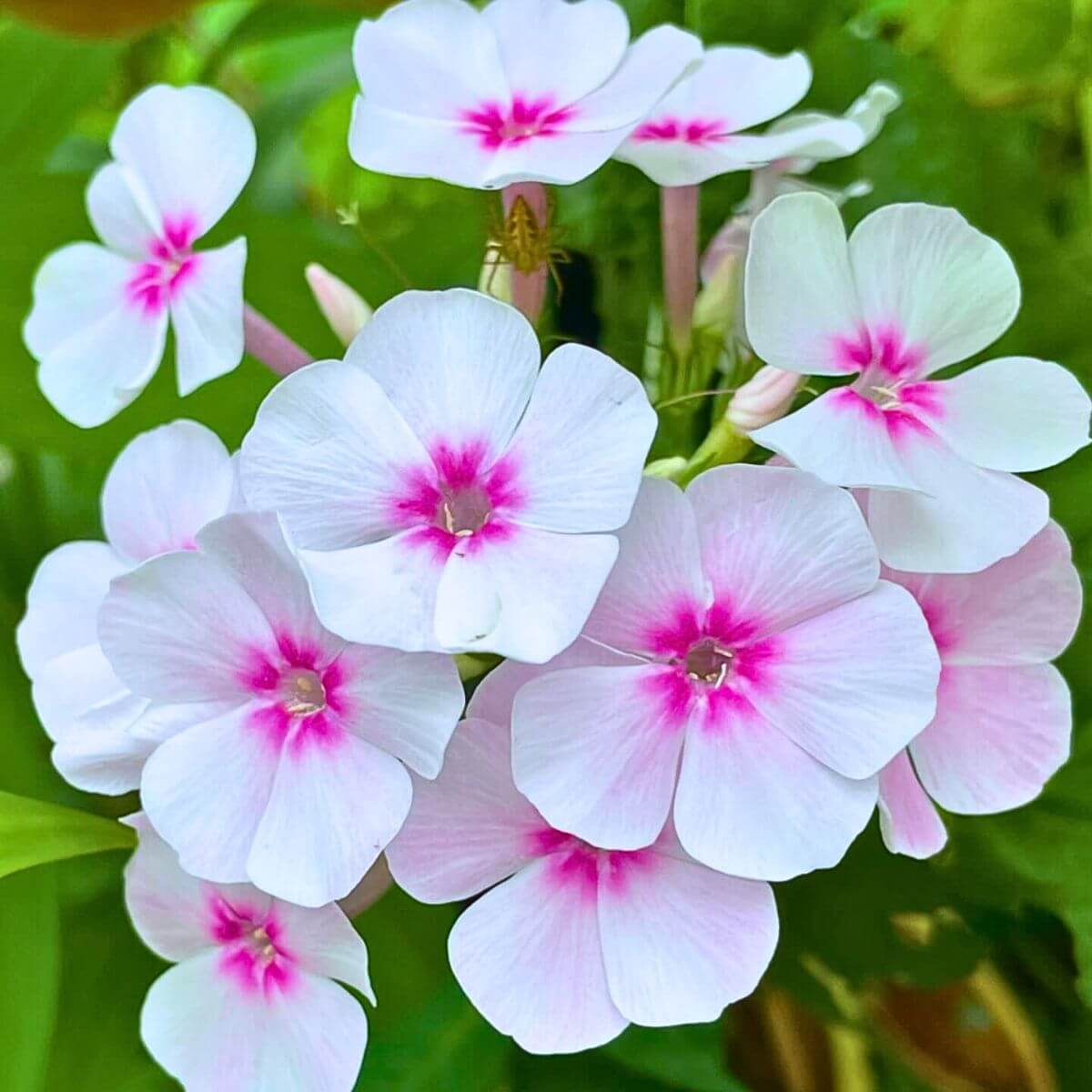 Phlox Seeds