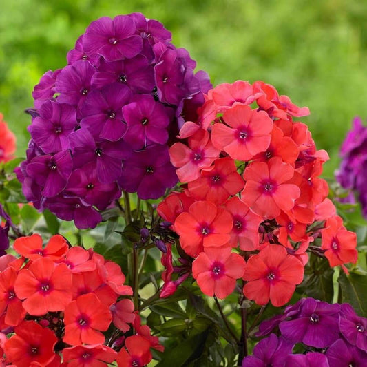 Phlox Seeds - Flower Plant for Home Gardens