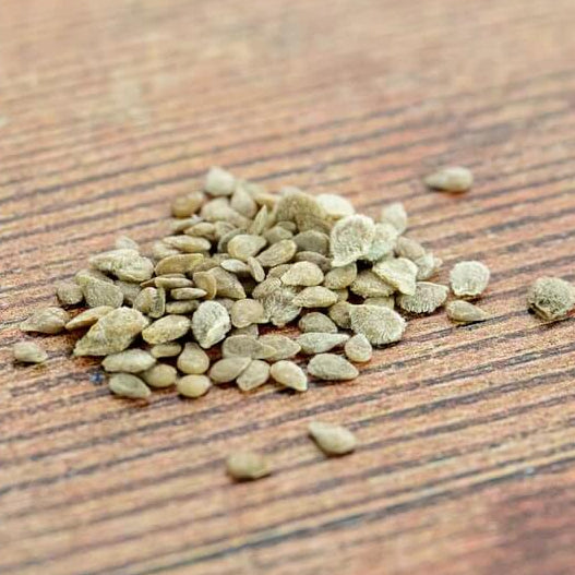 Phoenix Hybrid Tomato Seeds