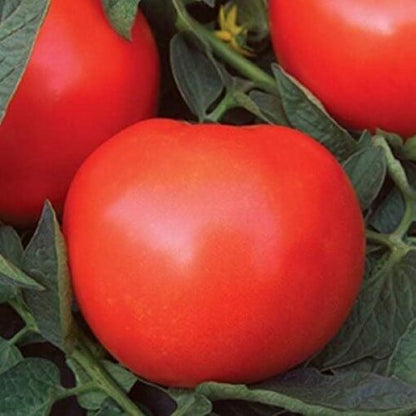Phoenix Hybrid Tomato Seeds