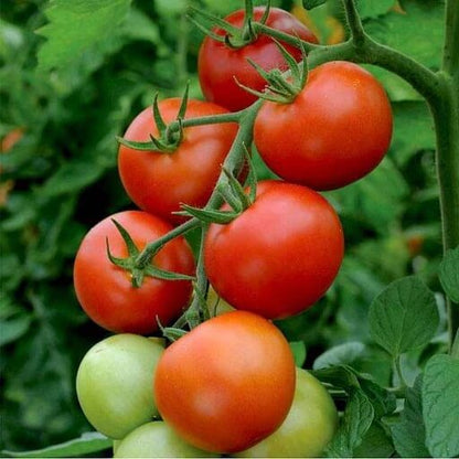 Phoenix Tomato Seeds - Vegetable Plant