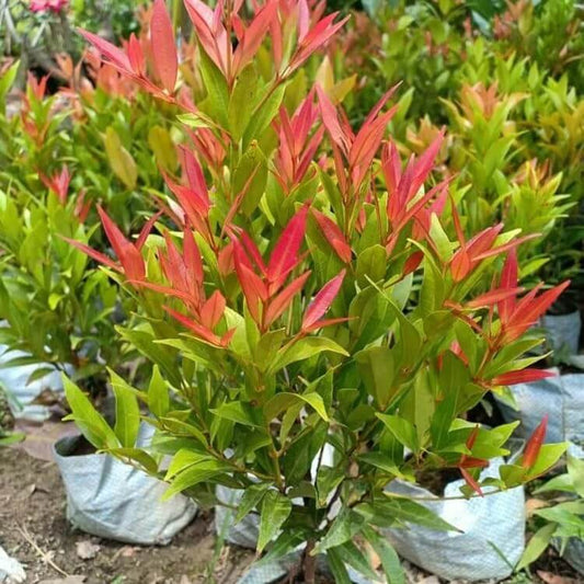 Photinia Robin  Seeds