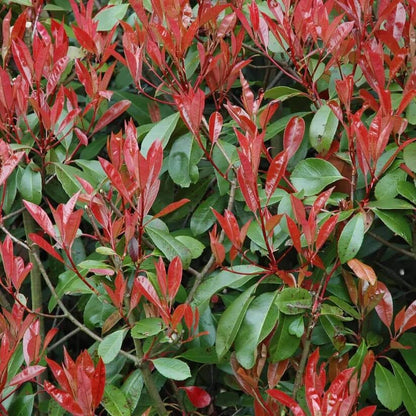 Photinia Robin  Seeds
