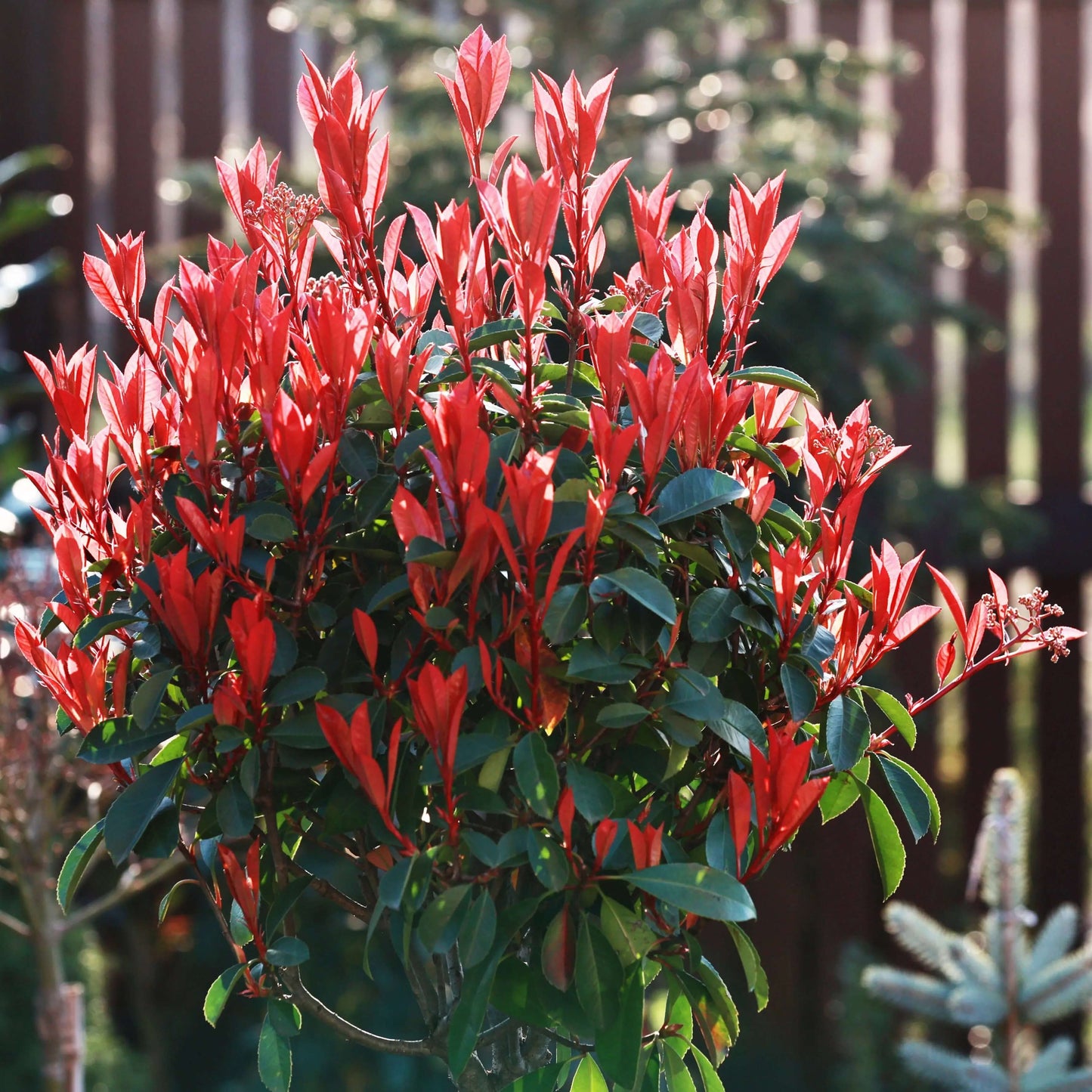 Photinia Seeds