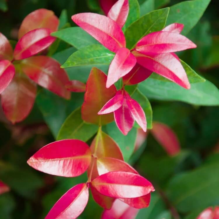 Photinia Seeds