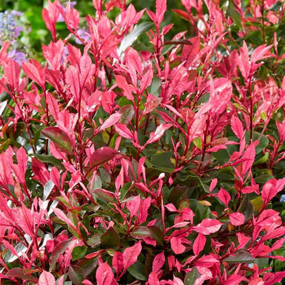 Photinia Seeds