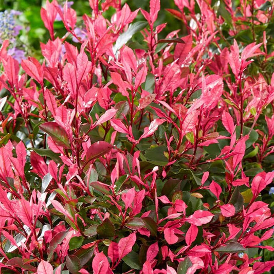 Photinia Seeds