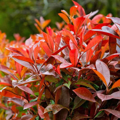 Photinia Seeds