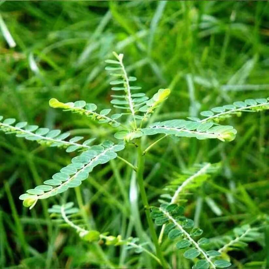 Phyllanthus Seeds