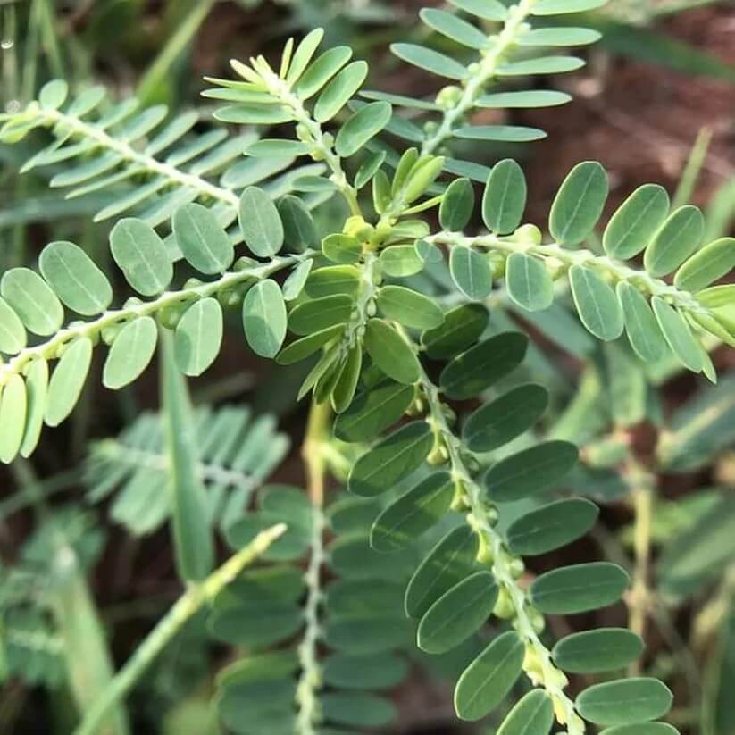 Phyllanthus Seeds