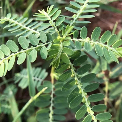 Phyllanthus Seeds