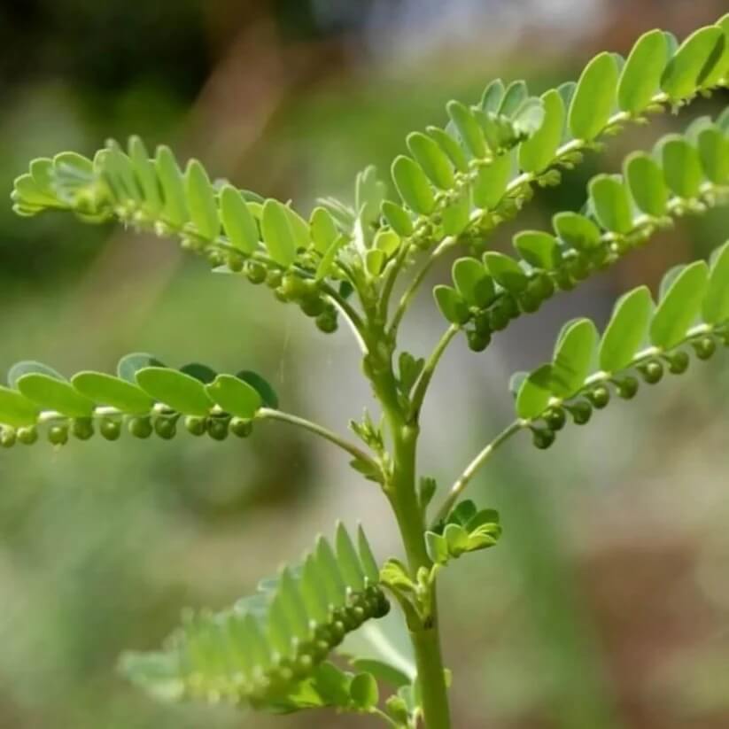 Phyllanthus Seeds