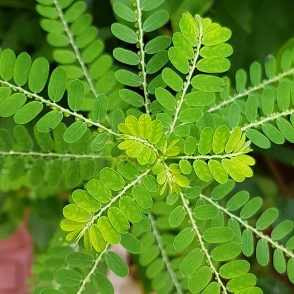 Phyllanthus Seeds