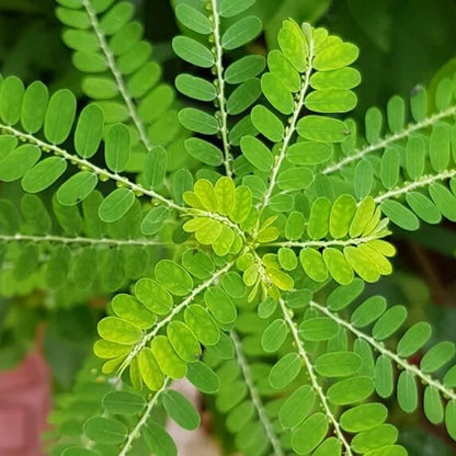 Phyllanthus Seeds