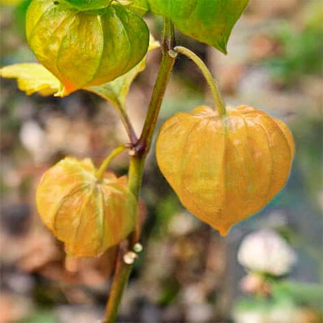 Physalis peruviana seeds - Fruit Plant 