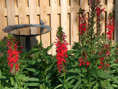Lobelia Cardinalis Seeds - Heirloom Flower Plant for Home Gardens