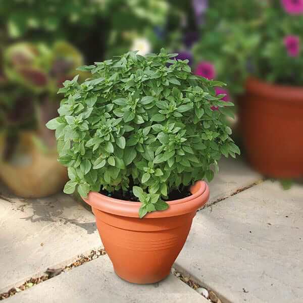 Piccolino Basil Seeds - Herbal Plant