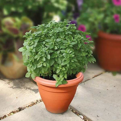 Piccolino Basil Seeds - Herbal Plant