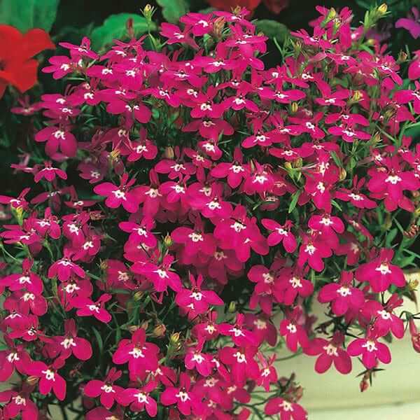 Piccolino Basil Seeds - Herbal Plant