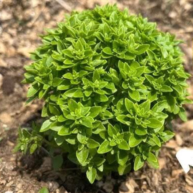 Piccolino Basil Seeds - Herbal Plant