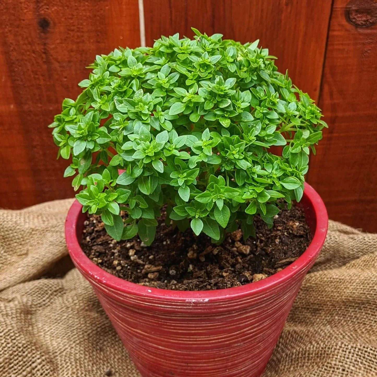 Piccolino Basil Seeds - Herbal Plant